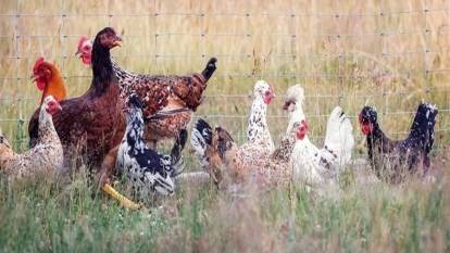 ABD'de kuş gribine bağlı ilk insan ölümü gerçekleşti