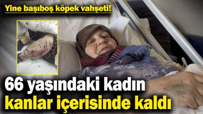 Yine başıboş köpek vahşeti! 66 yaşındaki kadın kanlar içerisinde kaldı