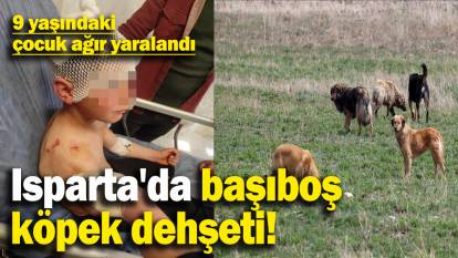 Isparta'da başıboş köpek dehşeti! 9 yaşındaki çocuk ağır yaralandı