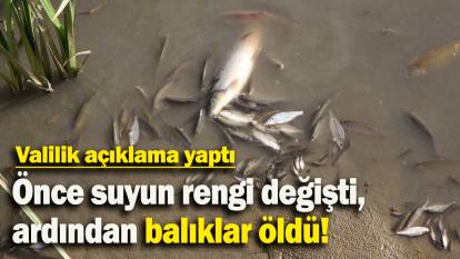 Önce suyun rengi değişti, ardından balıklar öldü: Valilik açıklama yaptı