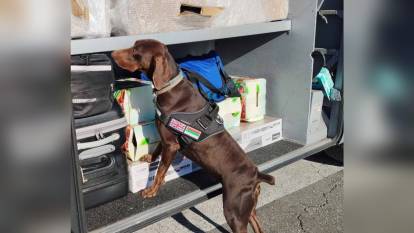 Kapıkule'de dedektör köpek, 351 bin 620 Euro'luk kaçak parayı buldu