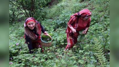 Giresun'da Şifa Kaynağı Kaldirik Otu Toplanıyor