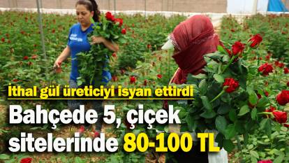 İthal gül üreticiyi isyan ettirdi: Bahçede 5, çiçek  sitelerinde 80-100 TL