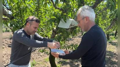 Elazığ'da şeftali güvesi mücadelesi: Feromon tuzakları asıldı