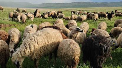 Adilcevaz Besicileri, Hayvanlarını Süphan Dağı Yaylalarına Çıkardı