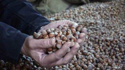 Fındık rekoltesi tahmini tartışma yarattı: Fiyatlar 180 liraya geriledi