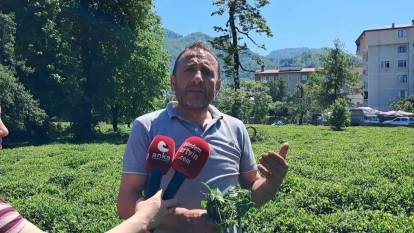 Hopa Ziraat Odası Başkanı Muti: Çayın taban fiyatı 35 lira olmalı