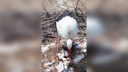 Erzincan'da göç etmeyen leylekler anne oldu: Doğa mucizesini tam zamanında getirdi