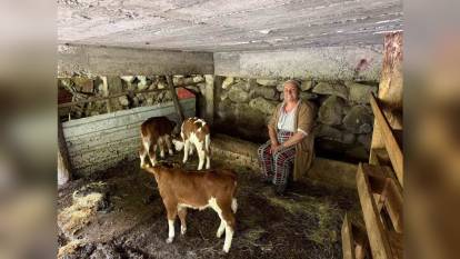 Artvin'de İnekten Dördüz Doğum: Üçü Hayatta Kaldı