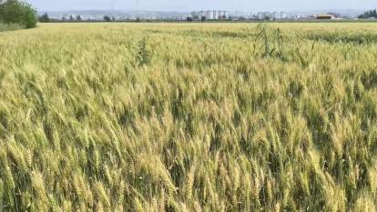 Kadirli'de çiftçilerden taban fiyat beklentisi: 15-18 lira arası olmalı