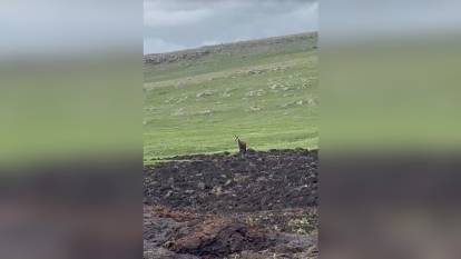 Ardahan'da nesli tükenmekte olan dağ keçisi görüntülendi