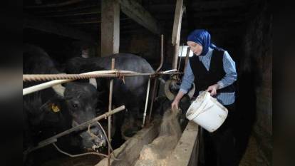 TÜİK verileri: Süt üretimi Mart ayında arttı