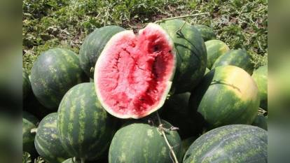 Adana'da karpuz hasadı başladı: Üreticiden kilosu 7 TL