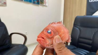 Antalya'da ilk kez "mandagöz" balığı görüldü​​​