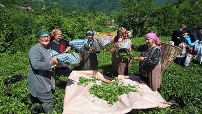 ÇAYKUR'dan hasat uyarısı
