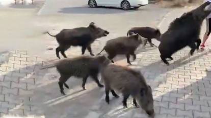 Beslemeye çalıştığı yaban domuzu kolunu ısırdı!