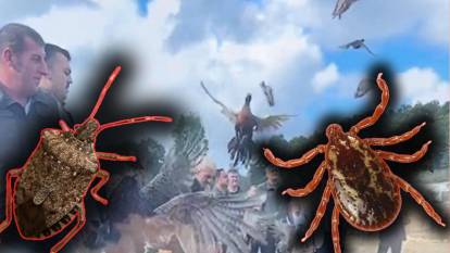 Kene ve kokarcaya karşı kanatlı mücadele!