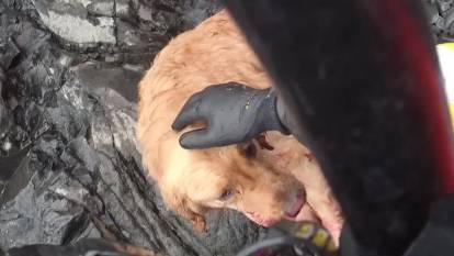 Avcılar Uçuruma Düşen Köpeklerini Kendi İmkanlarıyla Kurtardı