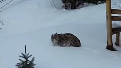 Gümüşhane'de Vaşak Sürprizi: Yerleşim Yerlerine İndi