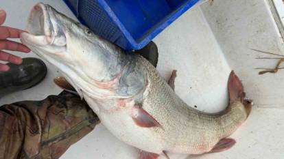 Elazığ’da Keban Baraj Gölü’nde Dev Fırat Turnası Yakalandı