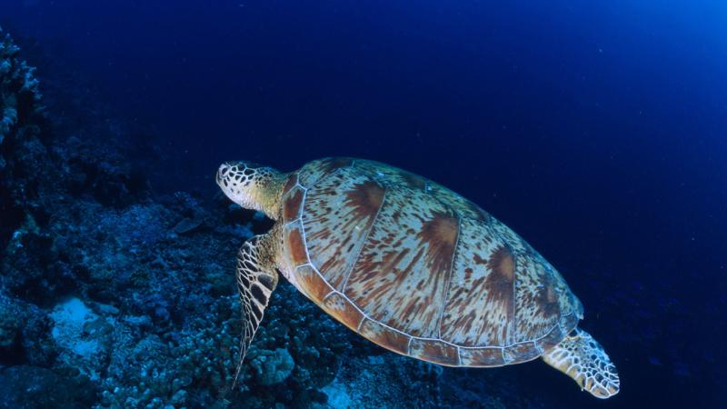 caretta-caretta-dha-2085700-1.jpg