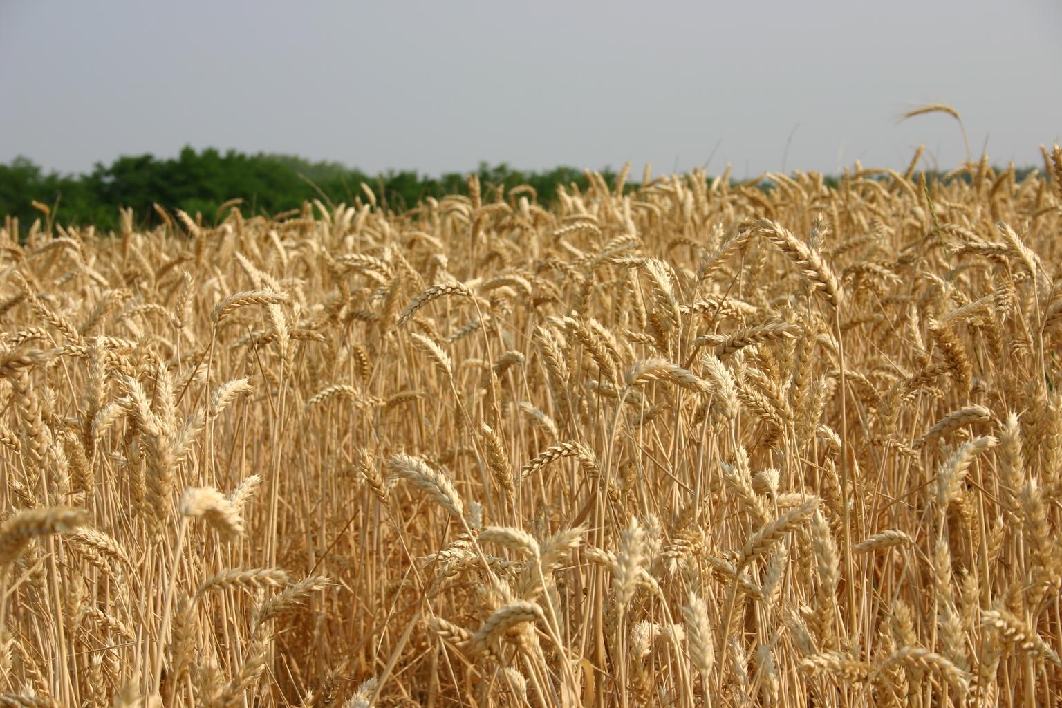 landscape-field-wheat-1263761.jpg