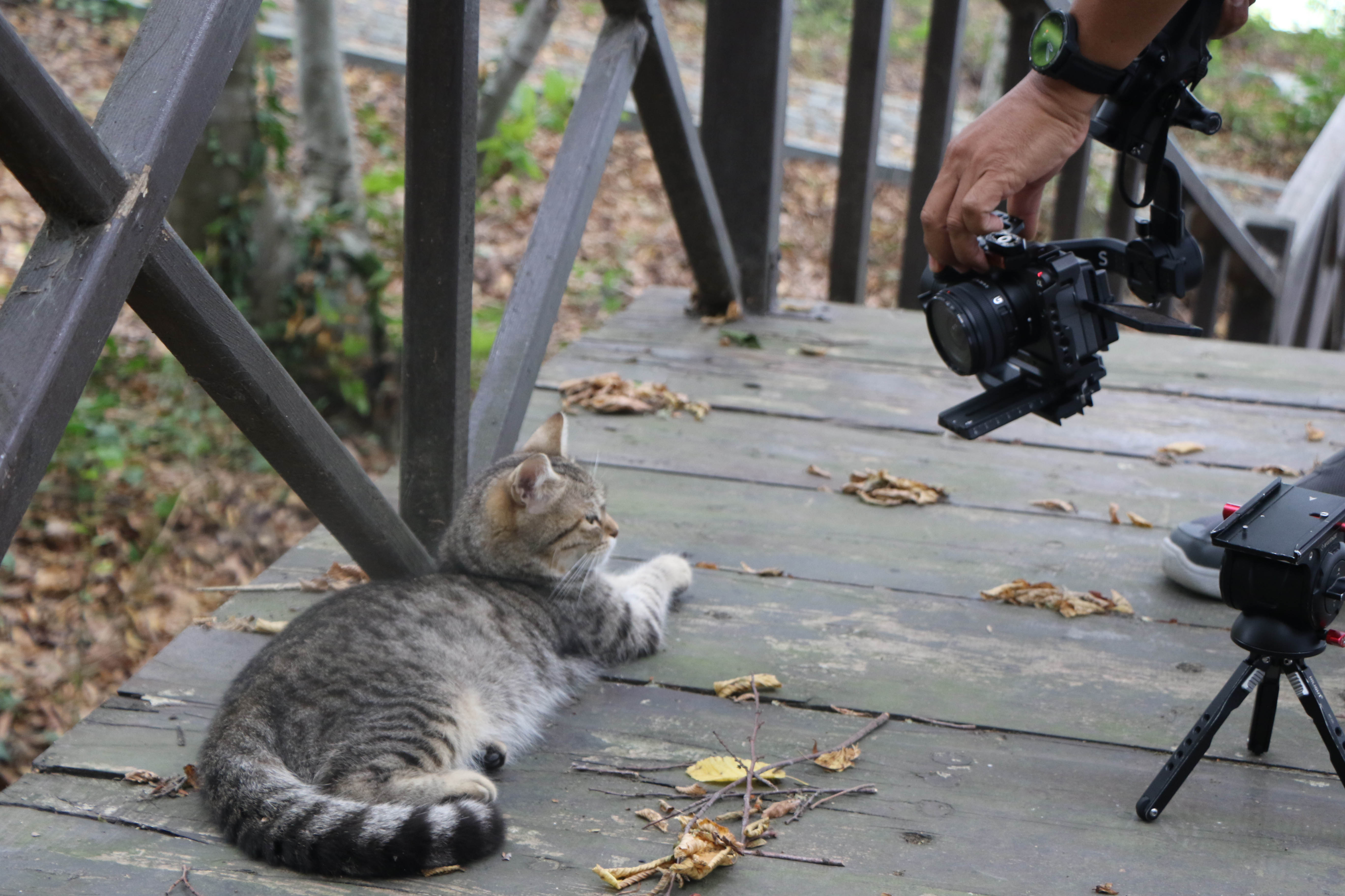 samsundaki-kedi-kasabasi-tayland-televizyonunda-belgesel-oluyor-7345-dhaphoto1.jpg