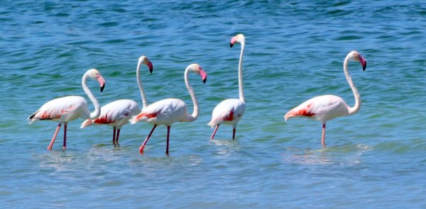 flamingolar-kuruma-tehlikesi-bulunan-burdur-golunde-7923-dhaphoto1.jpg