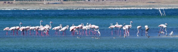 flamingolar-kuruma-tehlikesi-bulunan-burdur-golunde-7923-dhaphoto2.jpg