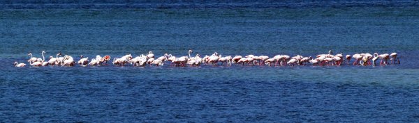 flamingolar-kuruma-tehlikesi-bulunan-burdur-golunde-7923-dhaphoto3.jpg