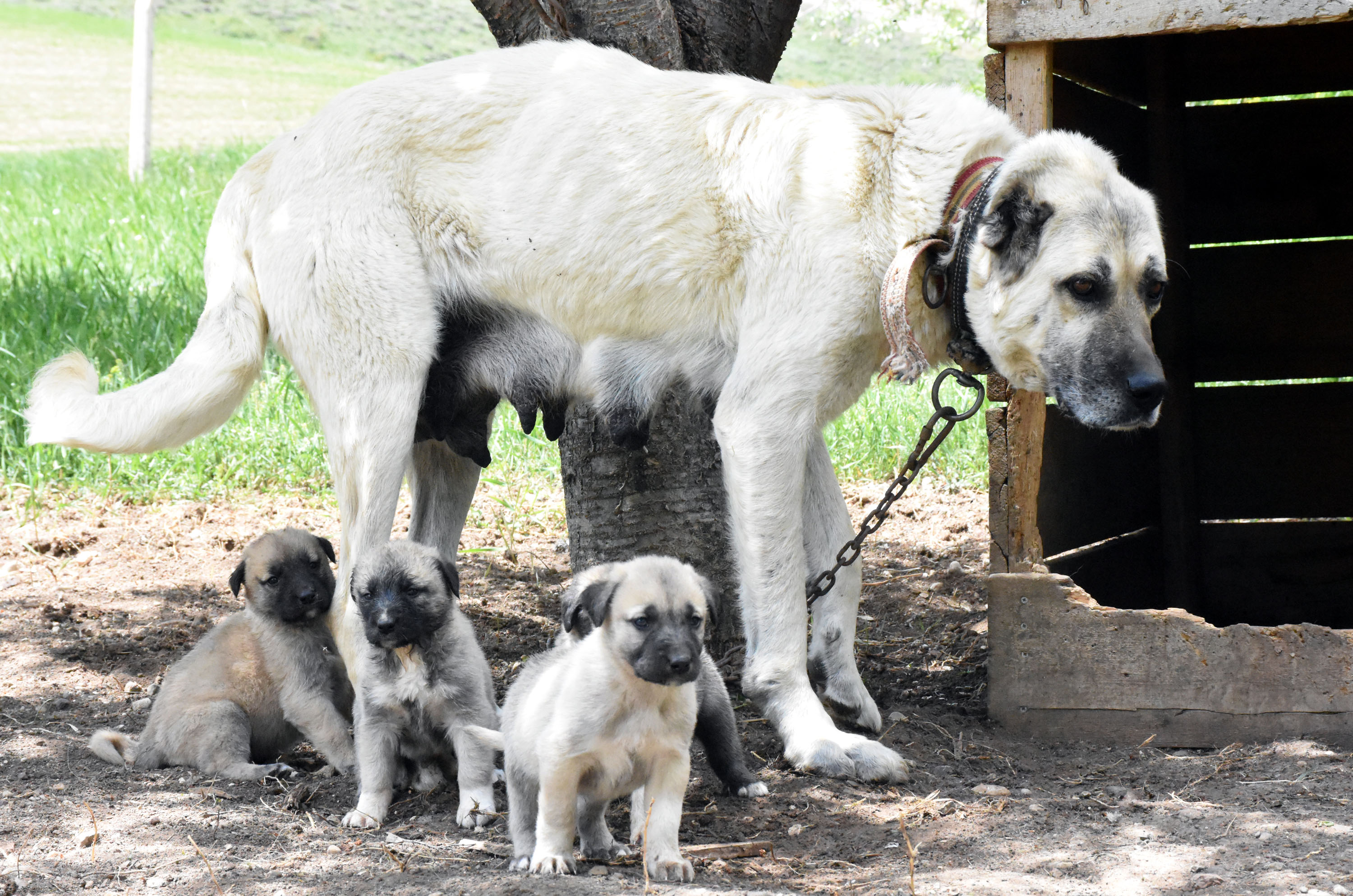 kangal-kopeklerinin-egitilebilirligi-yapay-zeka-ile-ortaya-cikarilacak-1731-dhaphoto2.jpg