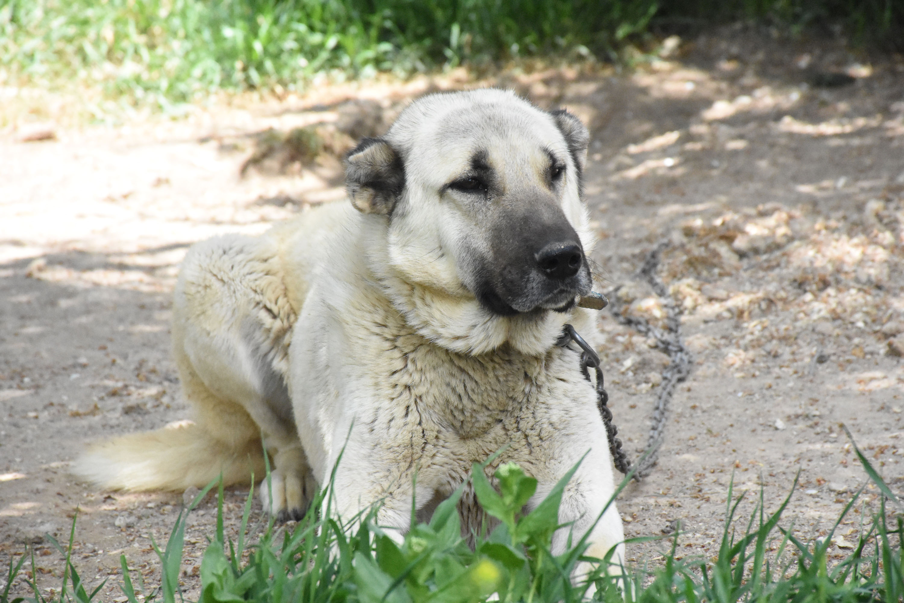 kangal-kopeklerinin-egitilebilirligi-yapay-zeka-ile-ortaya-cikarilacak-1731-dhaphoto5.jpg