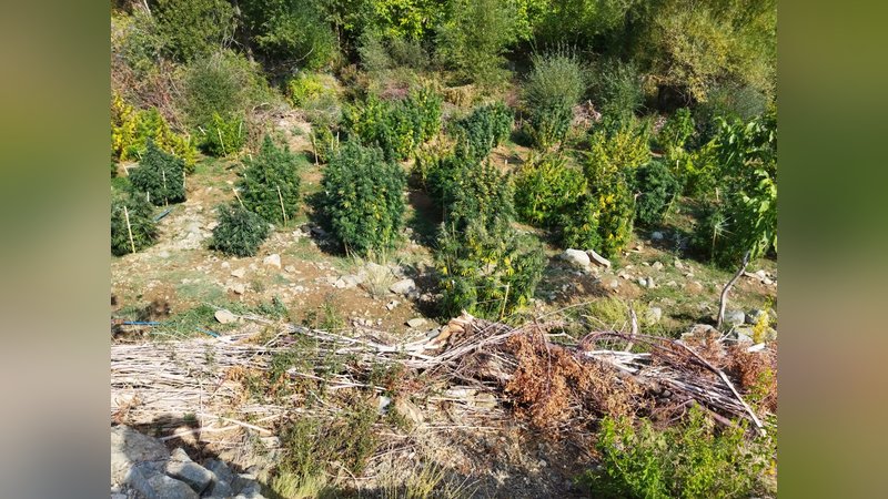 diyarbakirda-350-bin-620-kok-hint-keneviri-ve-skunk-bitkisi-121-kilo-esrar-ele-gecirildi-3459-dhaphoto2.jpg