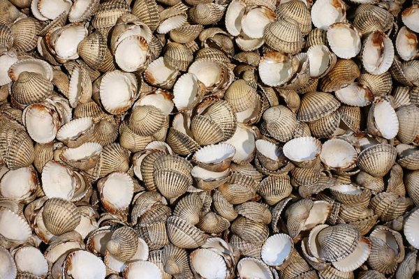 cockle-shell-shellfish-seafood-mollusc-bivalve-marine-empty-texture.jpg