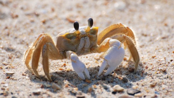 crab-sand-macro-872445-3840x2160.jpg