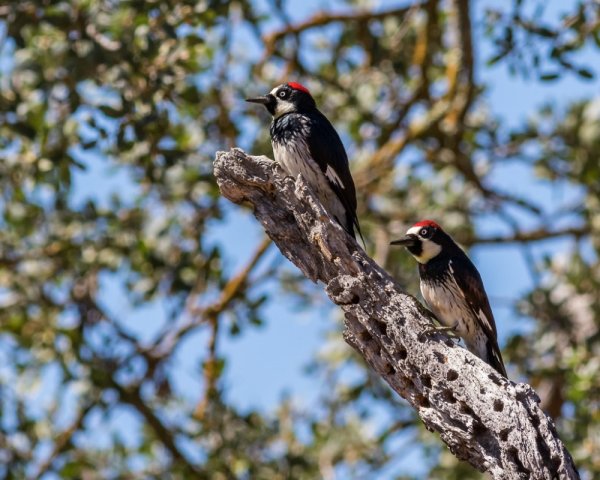 woodpecker-3.jpg