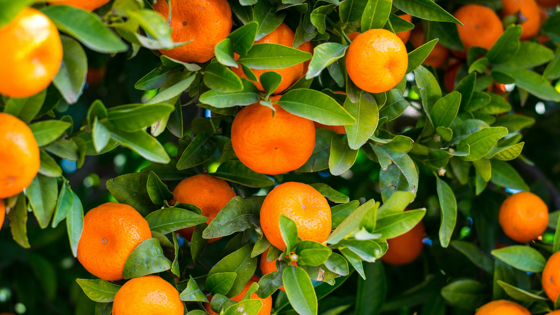 fresh-florida-mandarin-orange-citrus-fruit-62mc4gu7hm4t4y4r-001.jpg