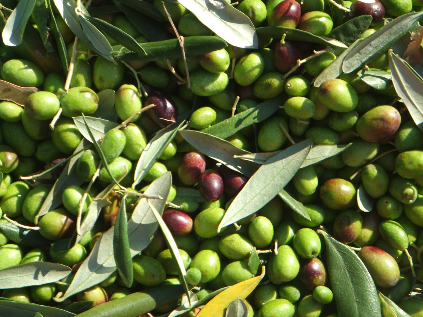 olive-hasvested.jpg