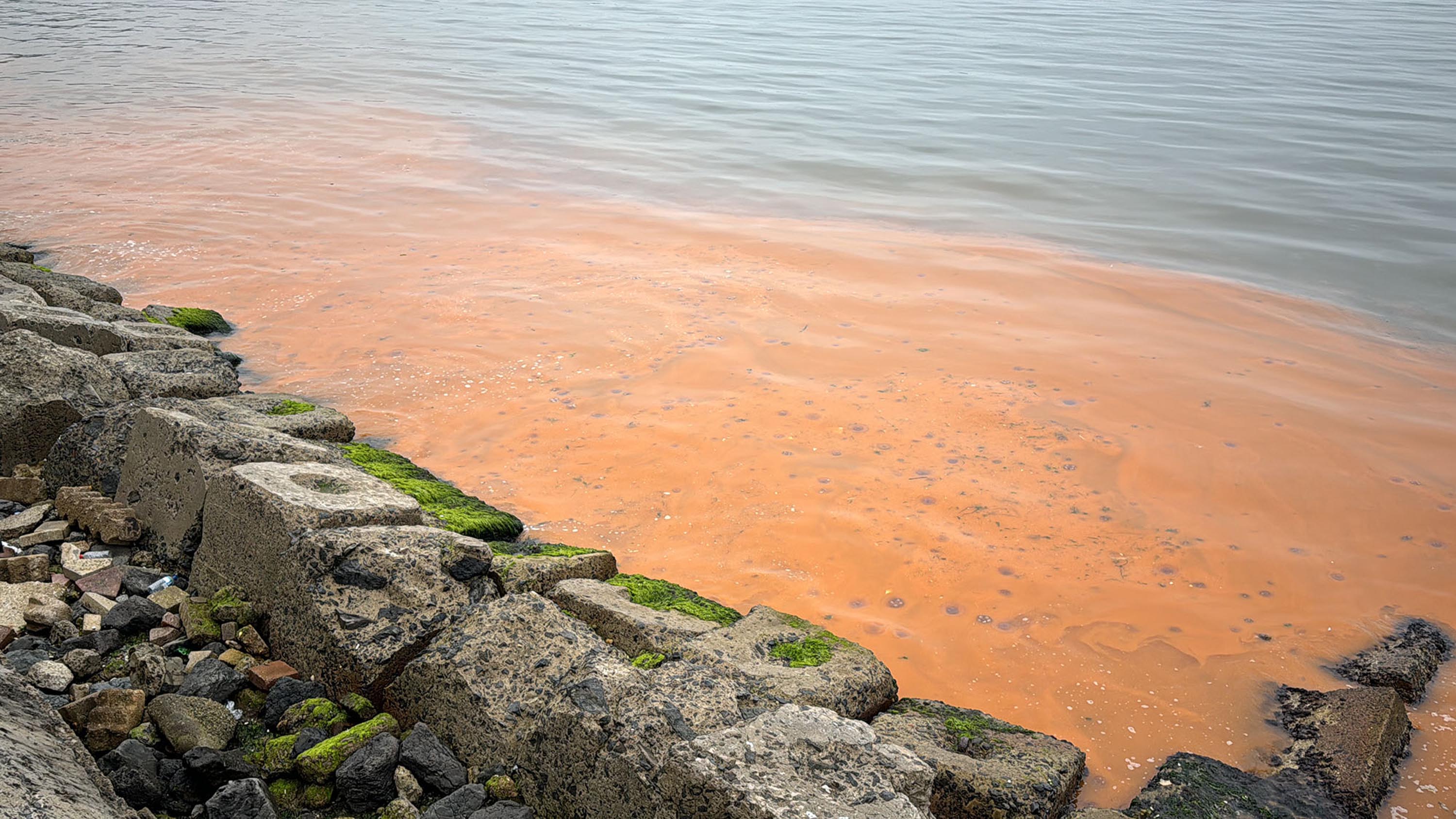 tekirdag-sahilinde-denizin-rengi-turuncu-21050-3.jpg