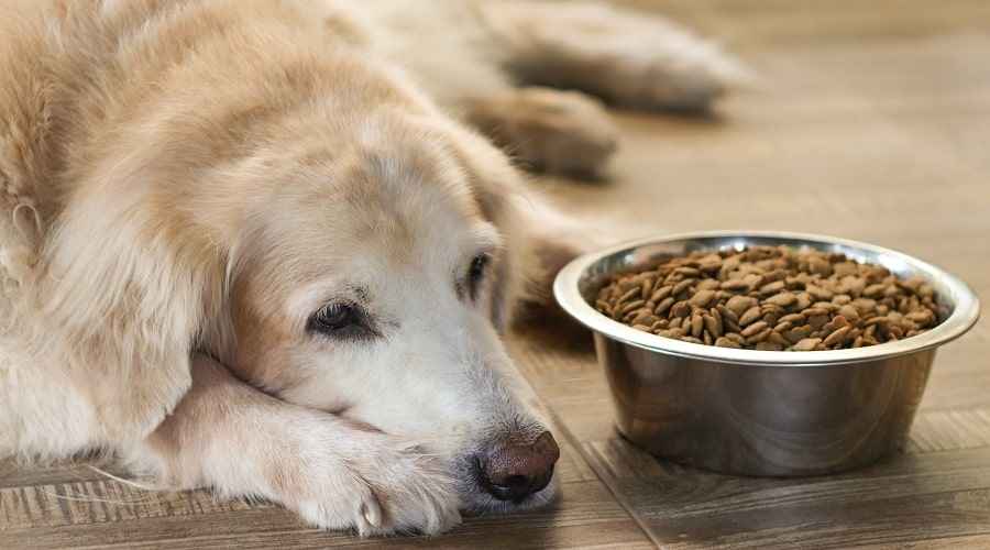 best-dog-foods-for-golden-retrievers-13.jpg