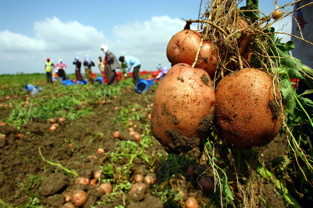 patates-tarlada-kaldi.jpg