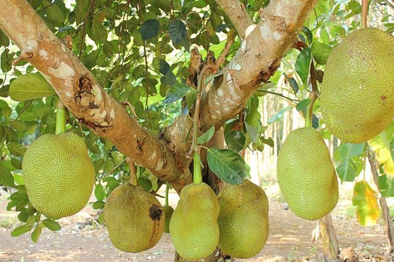 jack-fruit-dunyanin-en-buyuk-meyvesi-2-1.jpg