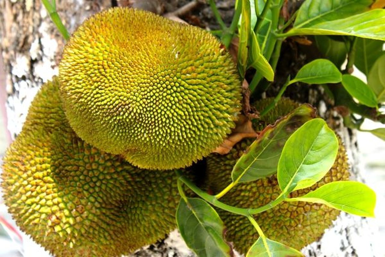 jack-fruit-dunyanin-en-buyuk-meyvesi-4-1.jpg