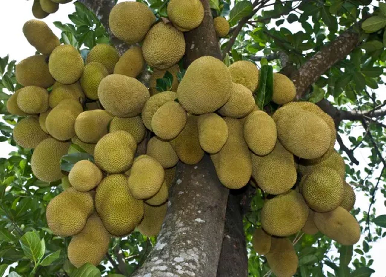 jackfruit-national-fruit-of-bangladesh.jpg