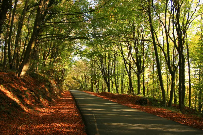 belgrad-forest-fall-season-istanbul-turkey-38807024.webp