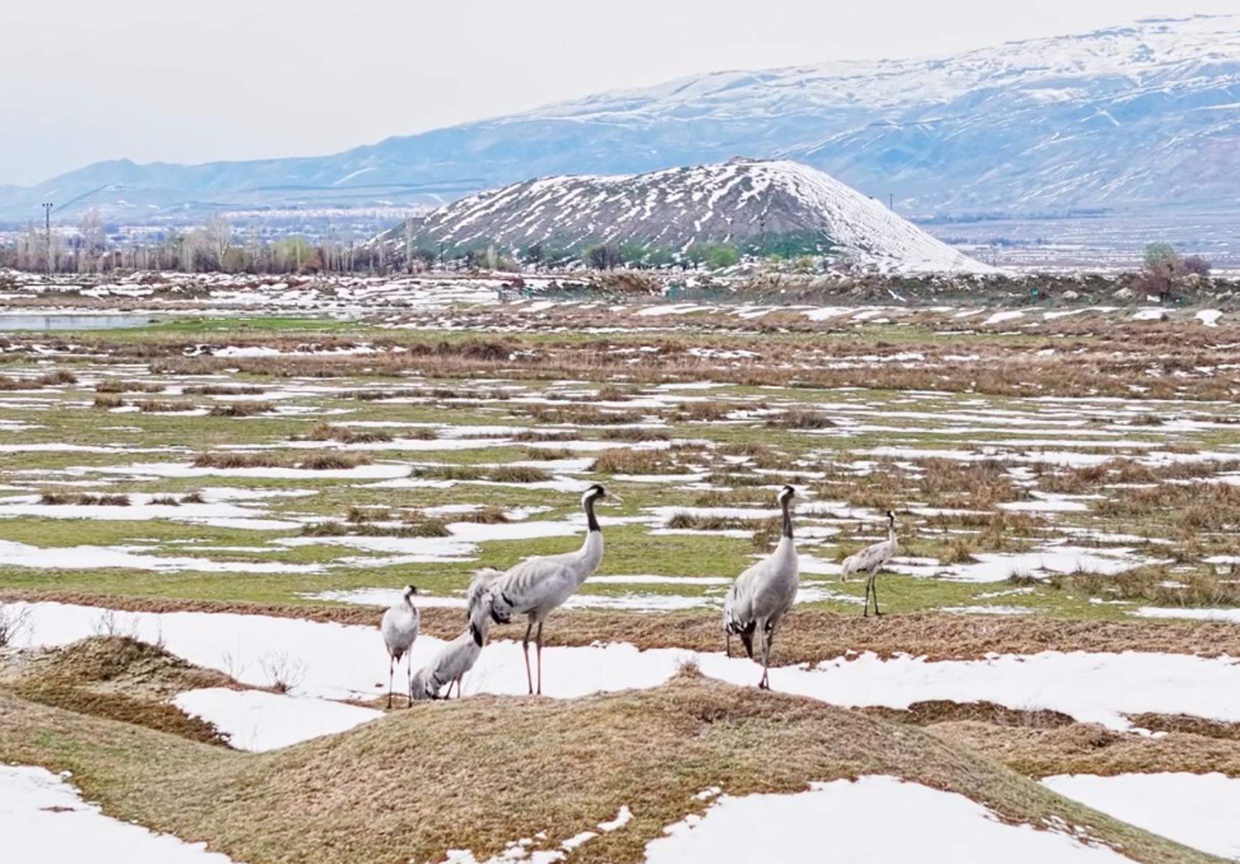 eksisu-sazliginda-turnalar-yavrulariyl-671975-199025.jpg